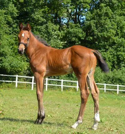 Hengstfohlen von Keaton/Adagio de Talma