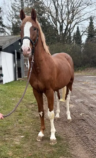 Bunter gekörter Hengst