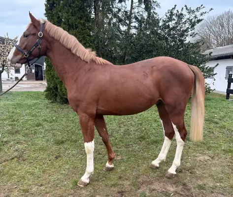 Bunter gekörter Hengst
