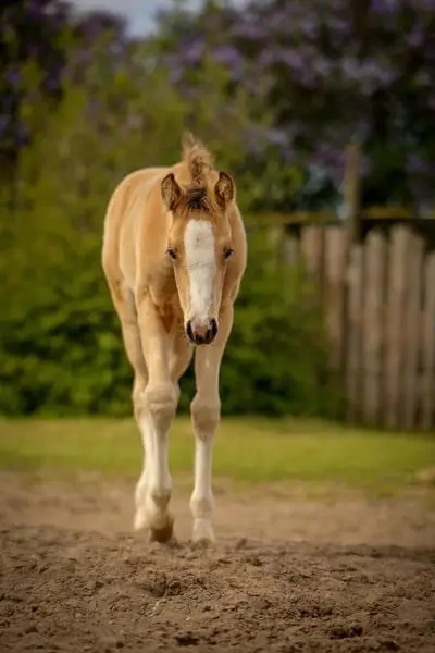 Potro de Deutsches Reitpony buckskin de yegua de prima estatal