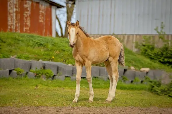 Buckskin DRP Hengstfohlen aus Staatsprämienstute