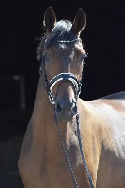 Trakehner castrado de nervios firmes