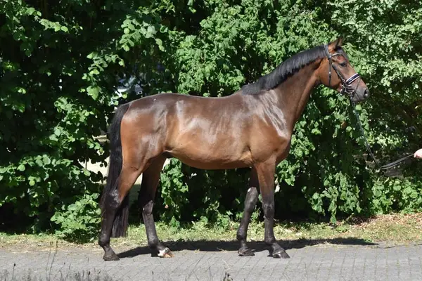 Nervenstarker Trakehnerwallach