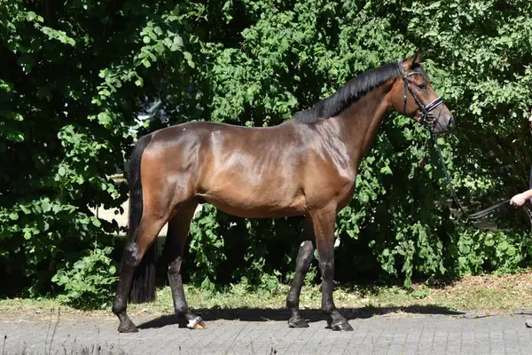 Nervenstarker Trakehnerwallach