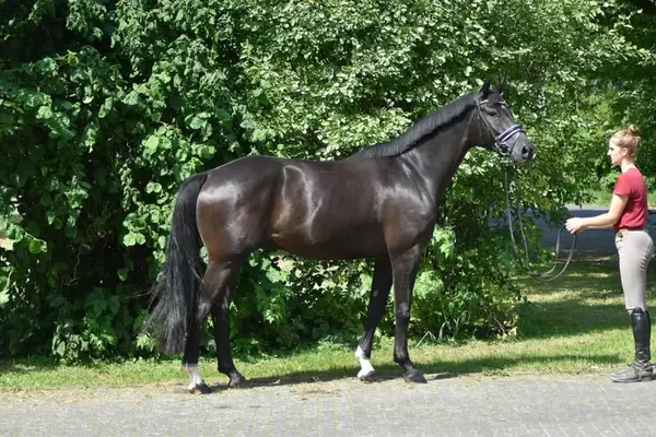 Youngster Dressurpferd mit tollen Bewegungen