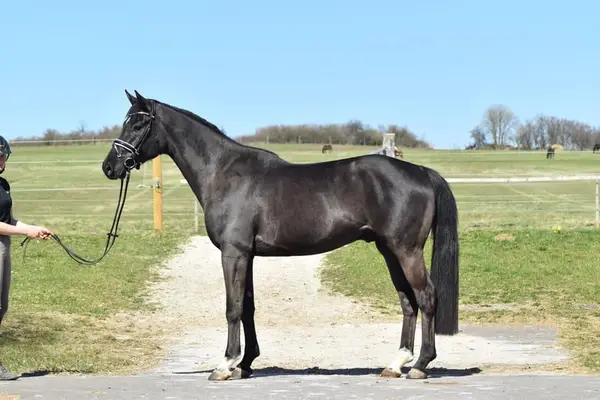 Youngster Dressurpferd mit tollen Bewegungen