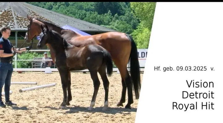 Hengstfohlen mit tollem Bewegungsablauf von Vision
