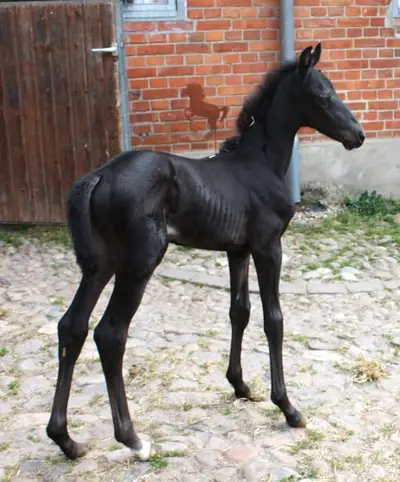 Ozeana THD, edel, elegant und typgeprägt mit guten GGA