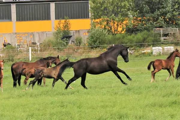 Overdrive THD - Verlasspferd für den gehobenen Freizeitsport