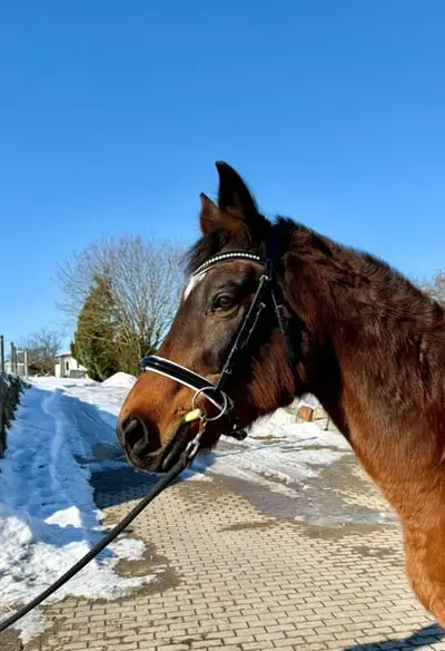18-jährige Beistell-/Zuchtstute