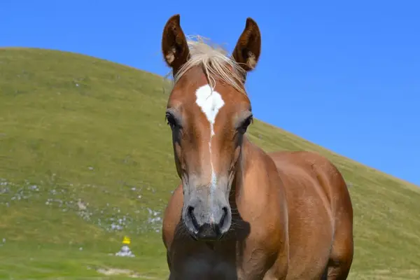 Potro de Quarter Pony – Todoterreno para el futuro