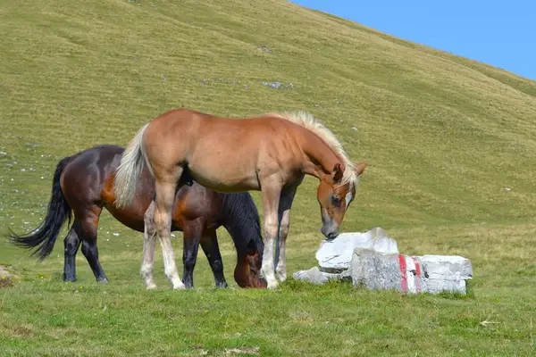 Quarterpony Hengstfohlen – Allrounder für die Zukunft