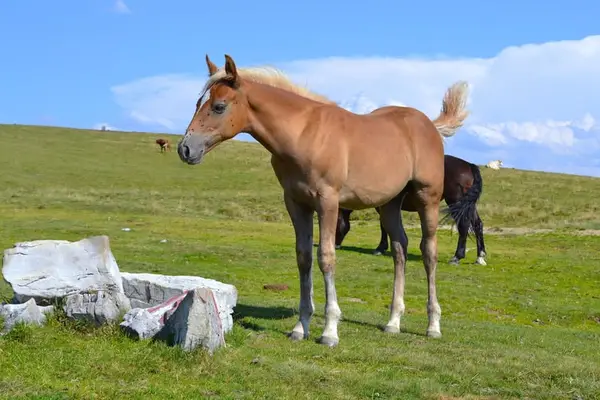 Quarterpony Hengstfohlen – Allrounder für die Zukunft