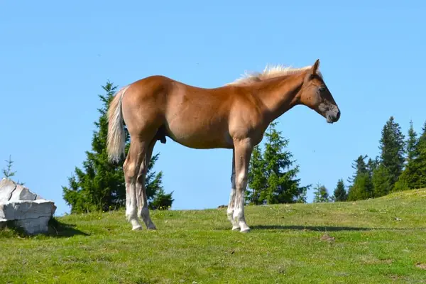 Quarterpony Hengstfohlen – Allrounder für die Zukunft