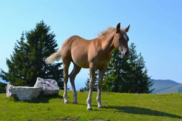 Quarterpony Hengstfohlen – Allrounder für die Zukunft