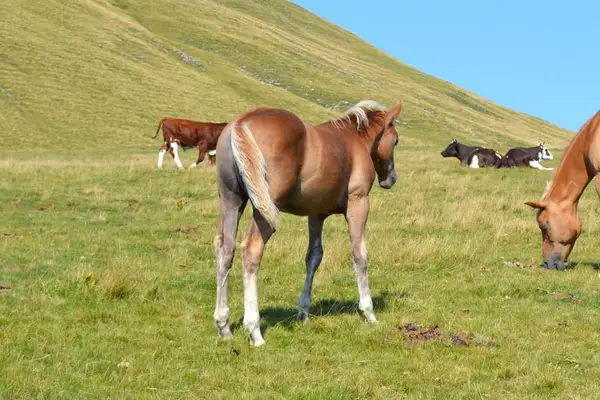 Quarterpony Hengstfohlen – Allrounder für die Zukunft