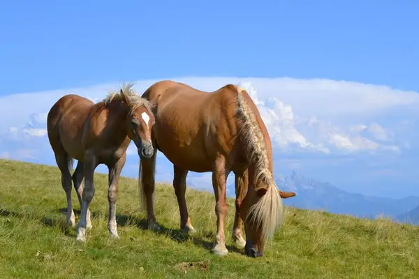Quarterpony Hengstfohlen – Allrounder für die Zukunft