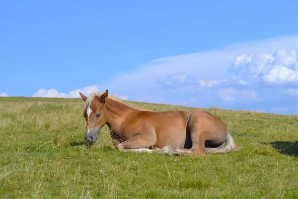 Quarterpony Hengstfohlen – Allrounder für die Zukunft