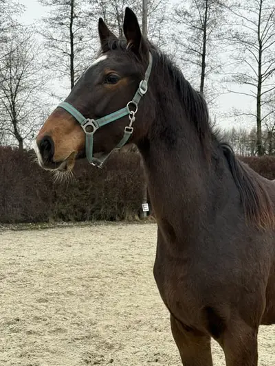Bewegungsstarke 2-jährige Dressurnachwuchs-Stute