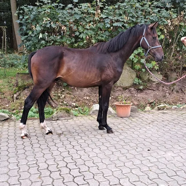 2 Jähriger Hengst