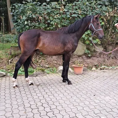 2 Jähriger Hengst