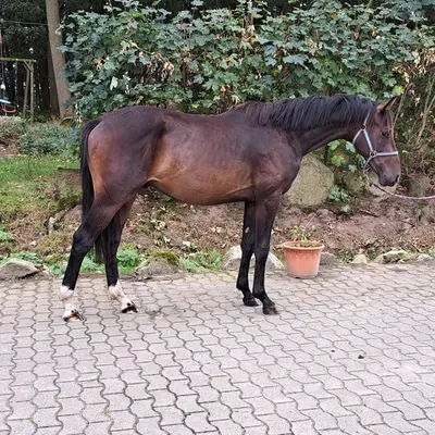 2 Jähriger Hengst