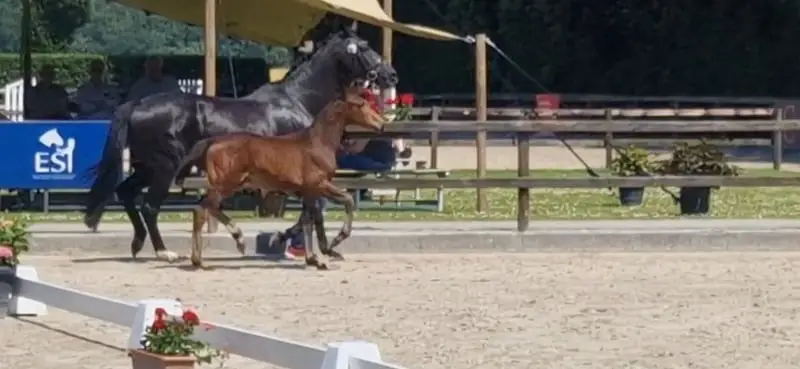 Filly Foal with Great Movement