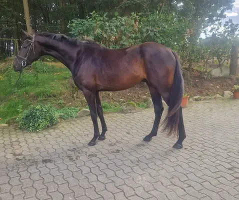 3 jähriger Wallach