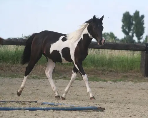 Black tobiano Paint Wallach
