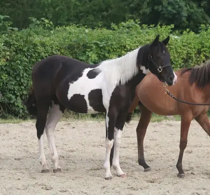 Black tobiano Paint Wallach