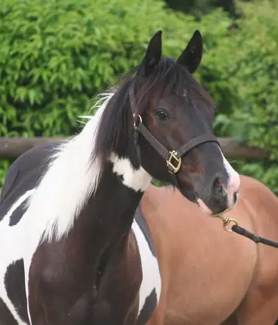 Black tobiano Paint Wallach