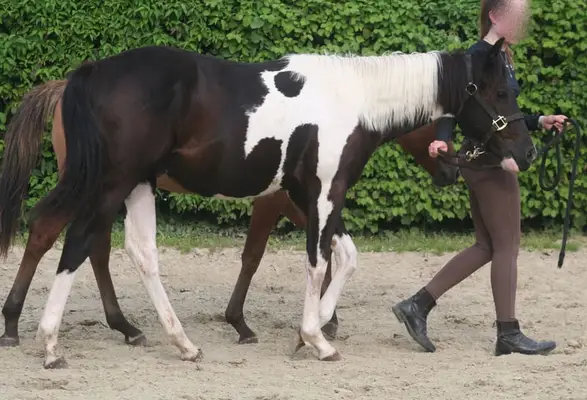 Black tobiano Paint Wallach