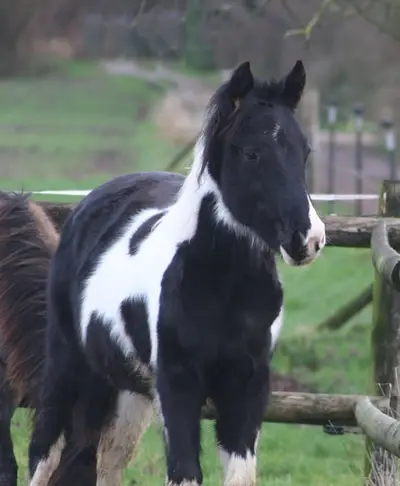 Black tobiano Paint Wallach