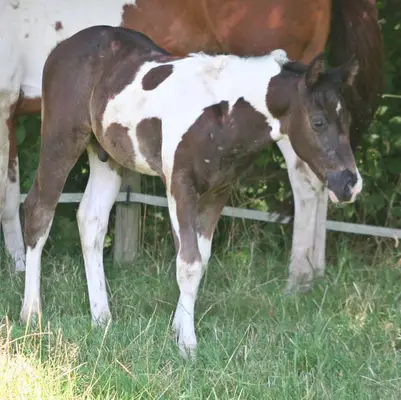 Black tobiano Paint Wallach