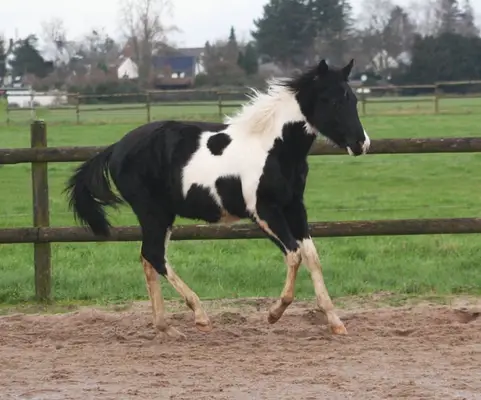 Black tobiano Paint Wallach