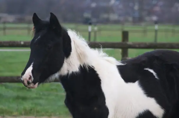 Black tobiano Paint Wallach