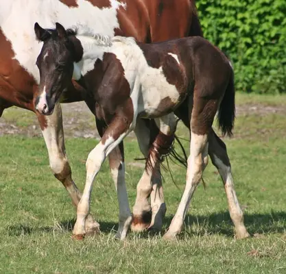 Black tobiano Paint Wallach