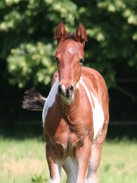 Freuundliche Paint Horse Stute
