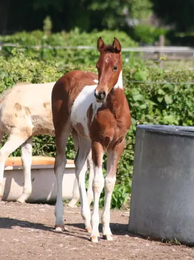 Freuundliche Paint Horse Stute