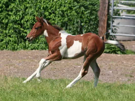 Freuundliche Paint Horse Stute