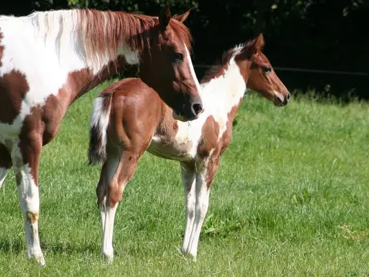 Freuundliche Paint Horse Stute