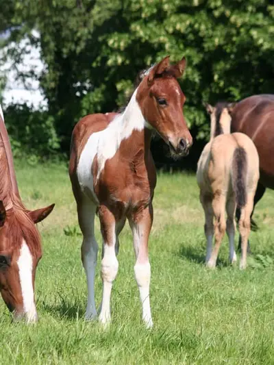 Freuundliche Paint Horse Stute