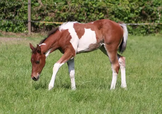 Freuundliche Paint Horse Stute