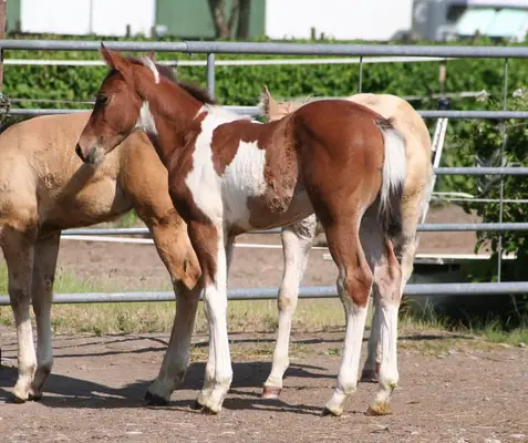 Freuundliche Paint Horse Stute
