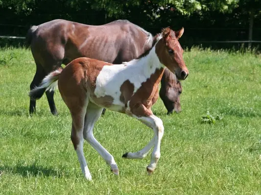 Freuundliche Paint Horse Stute