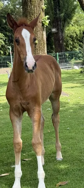 OTTAVIA DEL MIGLIO Z (Hickstead x Sir Shutterfly)