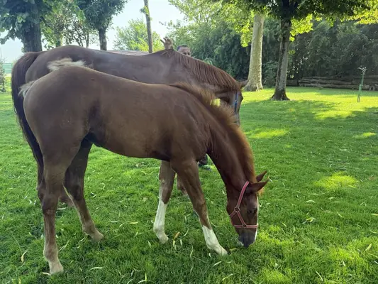 OTTAVIA DEL MIGLIO Z (Hickstead x Sir Shutterfly)