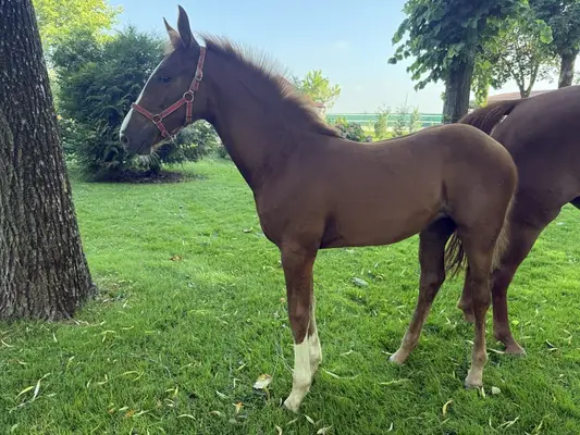 OTTAVIA DEL MIGLIO Z (Hickstead x Sir Shutterfly)