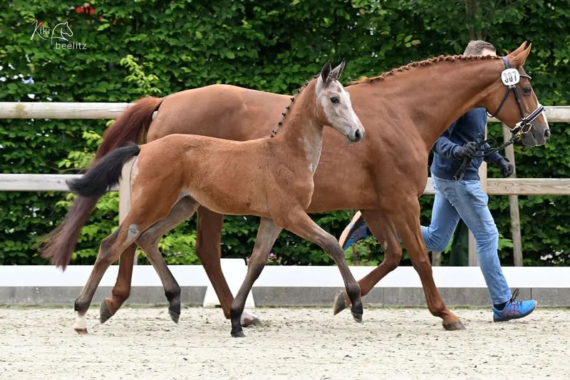 Hübsches Stutfohlen von Chin Grey x Argentinus