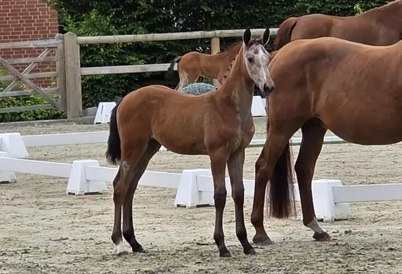 Hübsches Stutfohlen von Chin Grey x Argentinus